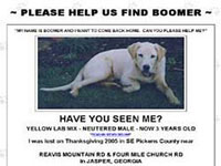 Lost Dog